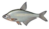ТР ЕАЭС 040/2016 "О безопасности рыбы и рыбной продукции"